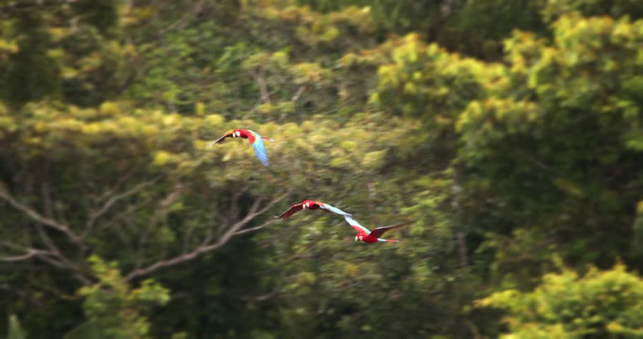 Following the flight of three scarlet macaws as they sail over the Amazon rain forest in early morning , flying parrots slow motion Royalty-Free Stock Footage #1100431099