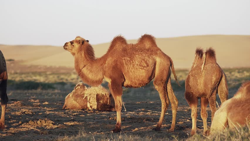 Сamels graze in the Gobi desert | Shutterstock HD Video #1100433187