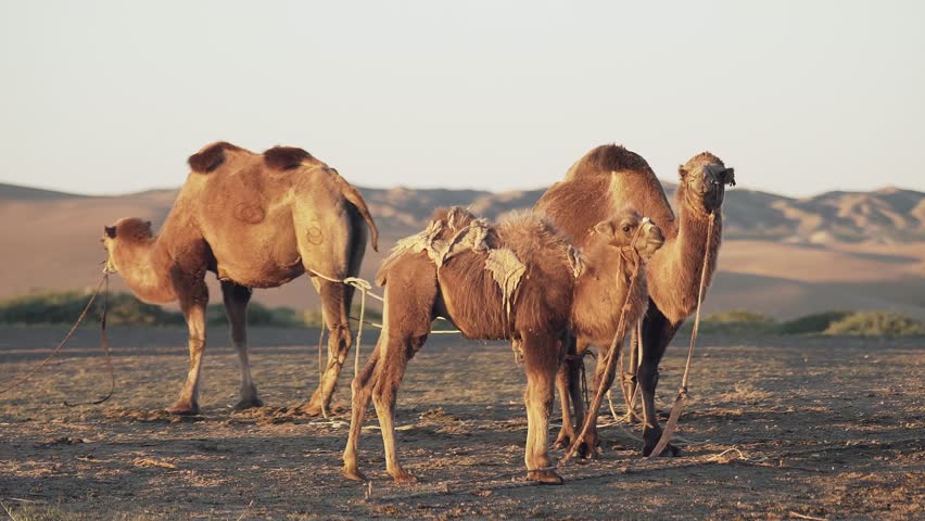 Сamels graze in the Gobi desert | Shutterstock HD Video #1100433189