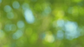 Beautiful green vibrant natural video bokeh abstract background. Defocused leaves of old trees and soft sunlight