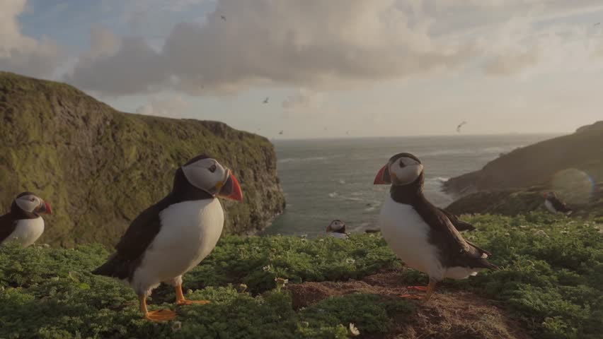Two Puffin Flapping and Shaking Feathers on Cliffside Edge Looking Over Turquoise Atlantic Ocean, Golden Evening Sky with Colony of Puffins, Pembrokeshire Coast National Park, Skomer Island, Wales UK Royalty-Free Stock Footage #1100436139