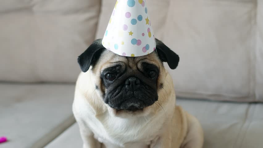 Portrait of a birthday pug dog in a cap | Shutterstock HD Video #1100439035