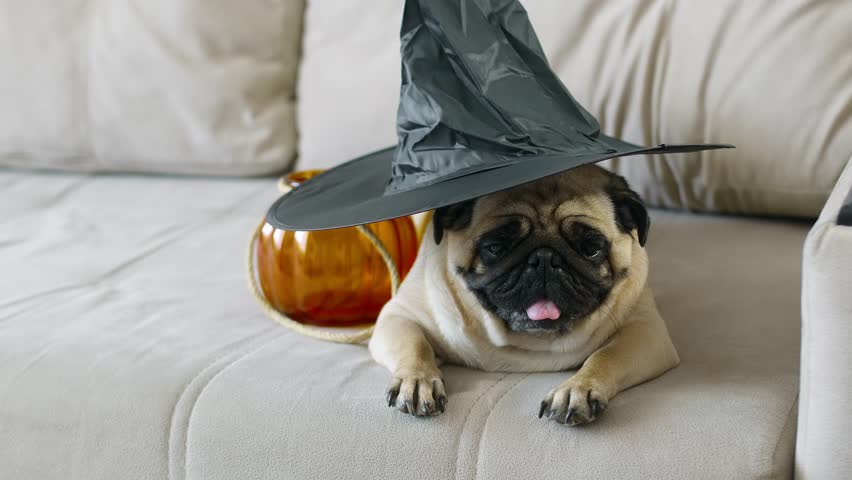 Funny Halloween pug face sitting on bed at home | Shutterstock HD Video #1100439085