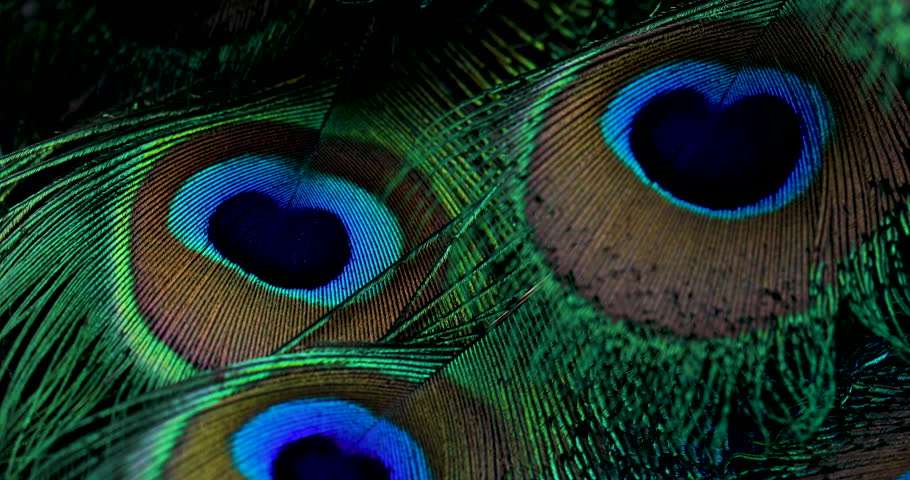 India, 21 February, 2023 : Peacock feather closeup. Feather. 