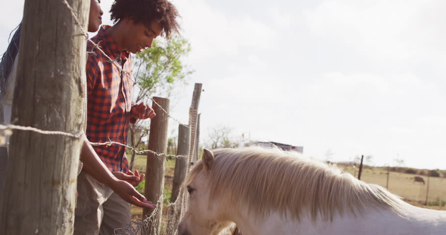Happy african american couple feeding horses together on sunny day, slow motion. Lifestyle, countryside and nature concept.