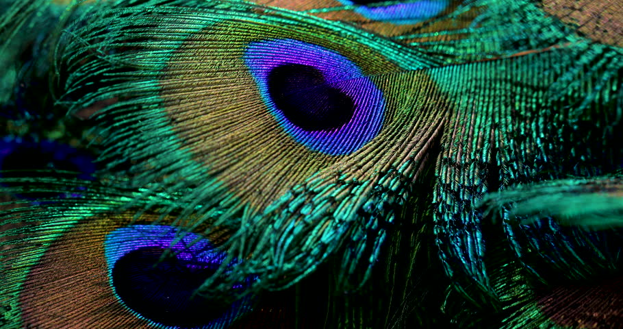 India, 21 February, 2023 : Peacock feather closeup. Feather, background. Royalty-Free Stock Footage #1100443369