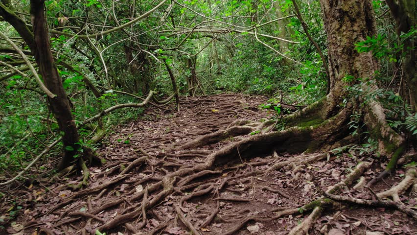 Drone flying over a floor of tree roots in the jungle of Oahu Hawaii