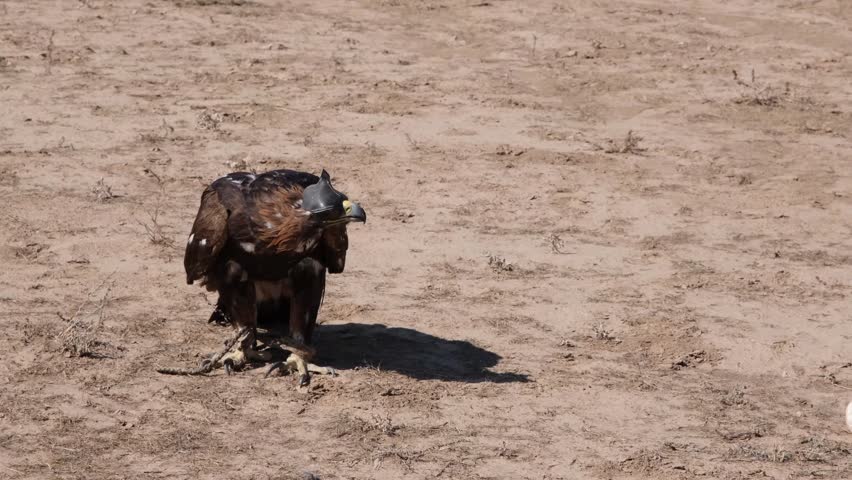 Golden eagle or Aquila chrysaetos sits before hunting in the steppe, Kyrgyzstan.