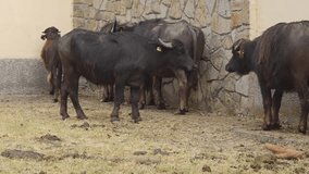 Herd of Domestic Water Buffalo at Animal Farm Livestock pan