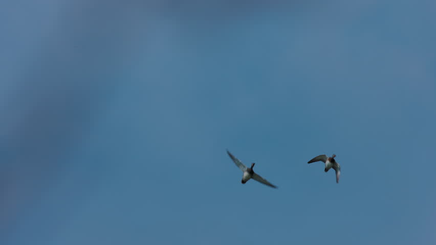 two wild ducks flying in the blue sky filmed in 4k slow motion