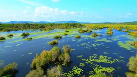 Wetlands are valuable ecosystems, providing habitat for diverse wildlife, flood control, and water filtration. Drone footage offers breathtaking aerial views of these precious habitats. Thailand.
