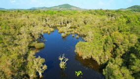 Wetlands are important ecosystems, vital for wildlife habitat and water management. Drone footage offers aerial views, perfect for video stock footage. green nature background. Travel concept
