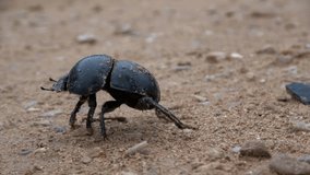 Dung Beetle walking on the ground, Macro view
Addo national park, South Africa, 2022
 - Powered by Shutterstock - Get 15% off with code: PIKWIZARD15