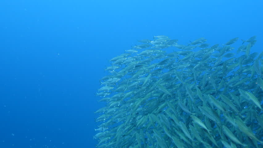 Seascape with schooling Big Eye Scad fish in the coral reef of the Caribbean Sea | Shutterstock HD Video #1100448735