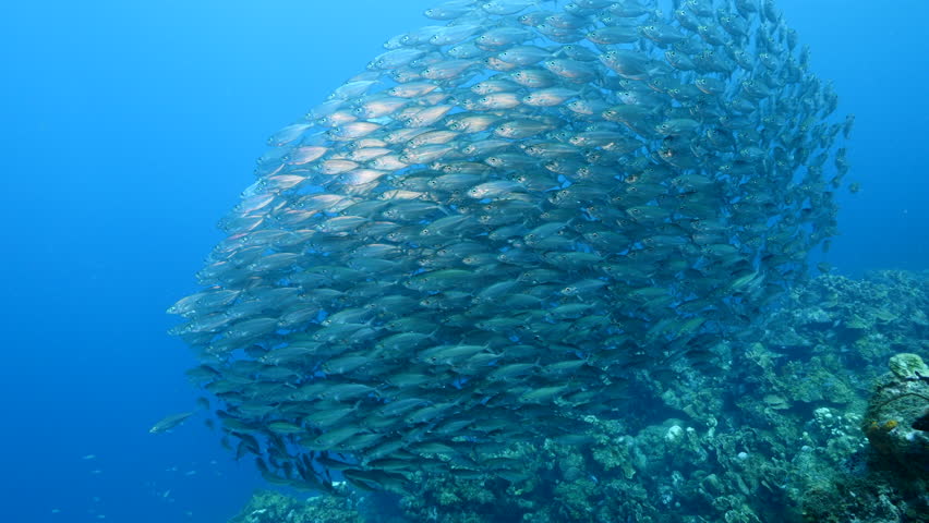 Seascape with schooling Big Eye Scad fish in the coral reef of the Caribbean Sea | Shutterstock HD Video #1100448751