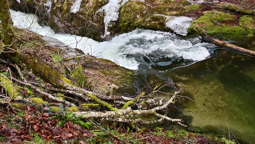 Frozen plants in the gorge of a mountain stream in the Alps.