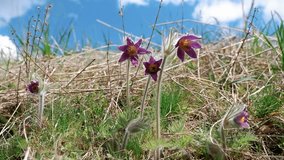 deep violet bloom flowers of pasqueflower on hairy stem in clear blue sky, old dry grass forb field, pagan spring symbol inflorescence, understanding beauty of wild nature concept, blurred background