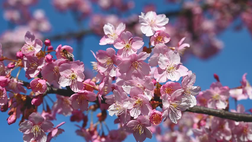 Honey Bee collecting pollen from pink flowers in orchard. Flowering Japanese cherry tree in spring. Branch with blossoms in sunlight. Blooming tree in garden. Royalty-Free Stock Footage #1100454265