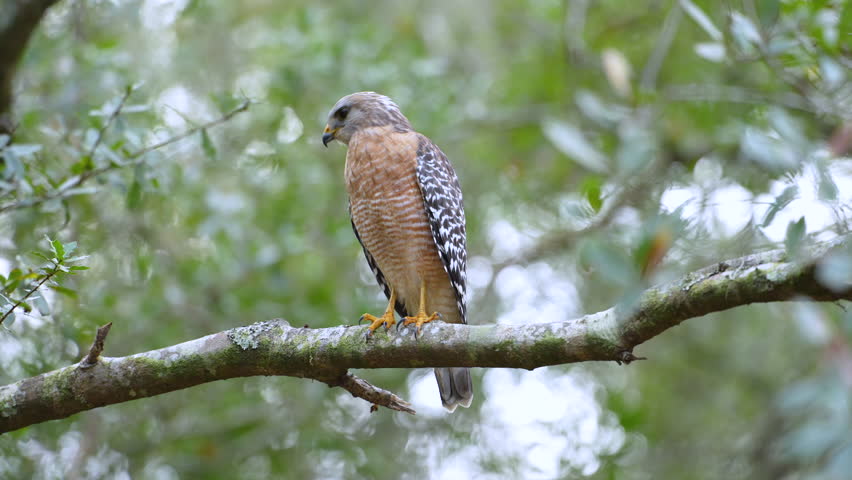 The red-shouldered hawk bird perching on tree branch looking for prey to hunt in dense woods