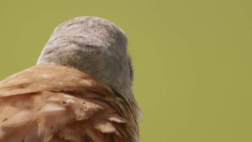 Red-footed hawk Falco vespertinus in the natural environment. Close up Hungary