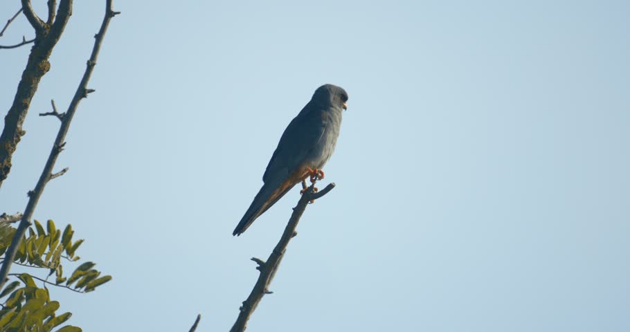 Red Footed Hawk Falco Vespertinus In Natural Environment.Slow Motion Image Hungary