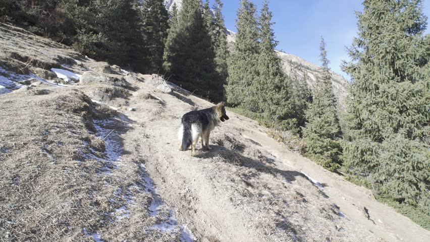 German Shepherd running along the slope of the Barskoon gorge. The Terksey-Alatoo mountain range borders the southern coast of Issyk-Kul. Kyrgyzstan. Winter season. High quality 4k footage
