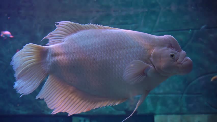 A beautiful pink representative of the giant gourami fish or osphronemus goramy swims in blue water