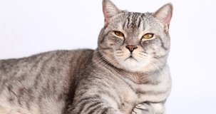 A Scottish cat lies on a white background and looks in different directions, close-up