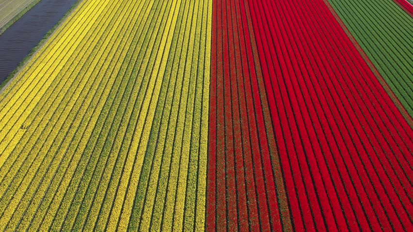 Aerial drone view colorful tulip fields on sunny day Keukenhof flower garden Lisse Netherlands. Happy kings day. High quality 4k footage Royalty-Free Stock Footage #1100458809