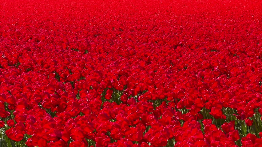 Field of colorful tulips on sunny day Keukenhof flower garden Lisse Netherlands. Happy kings day. High quality 4k footage