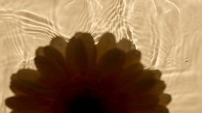 Sunflower flowers, gerbera petals flowers on water surface with drops. Splash yellow colored. Pure water with reflections sunlight and shadows. Valentines day texture. Advertising product. - Powered by Shutterstock - Get 15% off with code: PIKWIZARD15