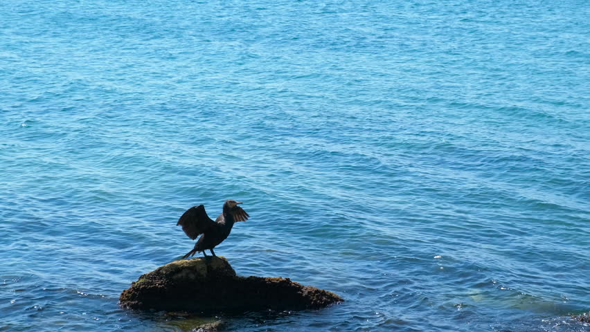 The cormorant takes off. The cormorant, spreading its wings, takes off from a large stone in the sea.