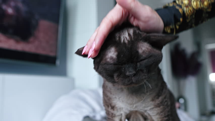 Woman hand petting old grey Devon Rex cat. High quality 4k footage Royalty-Free Stock Footage #1100469651