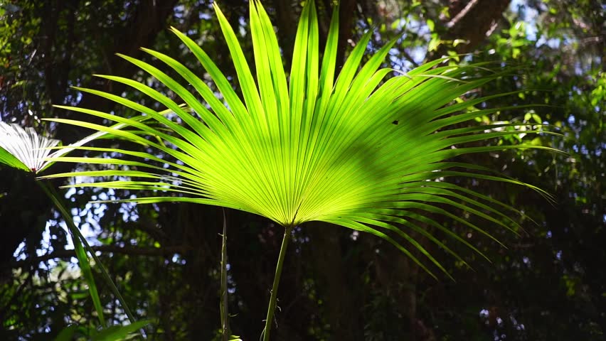 Gorgeous Palm Tree Leaves in the Atlantic Forest in Brazil, a Nature Video by FootageLab