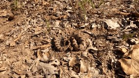 Handheld video of a Pygmy rattlesnake staying very still, trying to hide in plain sight in leaf litter
