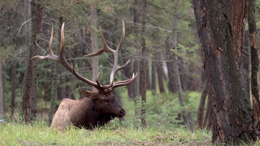 A bull elk resting in the forest and laying down beside a tree in 4K | Shutterstock HD Video #1100470801