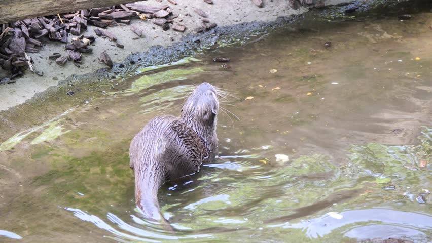 Couple Otter bathing in river and catching fish, close up slow motion