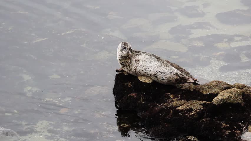 Spotted Seal Sitting On Rock Monterey Bay California Looking Around Second One In Water For A Moment
