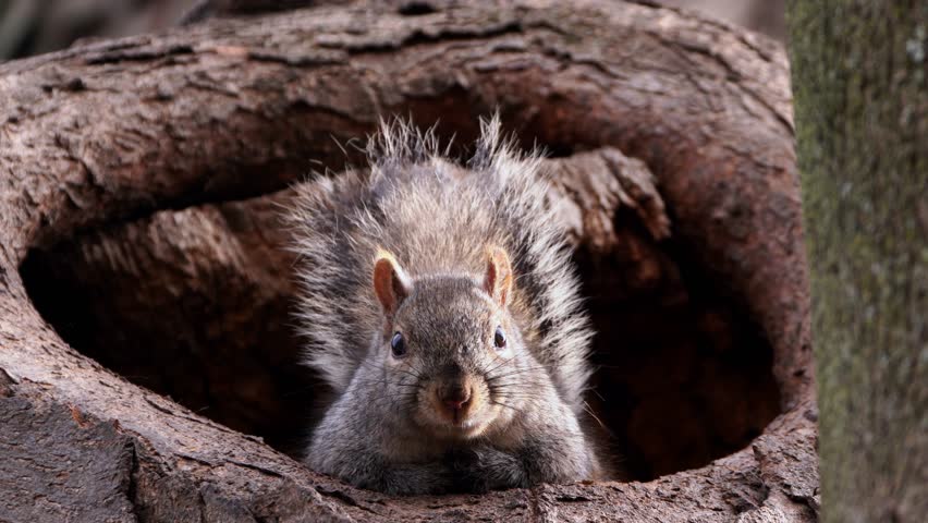 Handheld shot of an adorable cute common gray squirrel calmly looking down at the camera from a tree hollow or hole in a large tree trunk on a sunny day.
