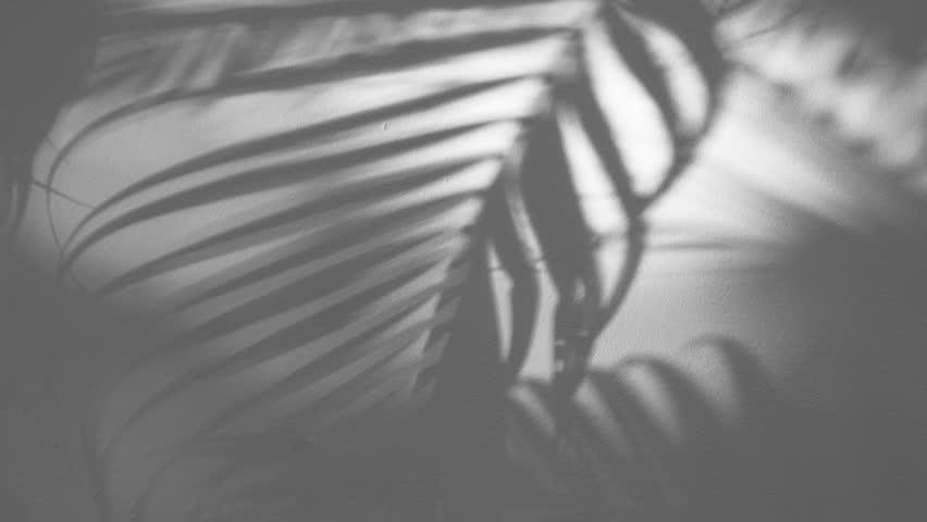 slow motion of gray shadow palm leaf in the wind blowing overlay on white wall background, concepts summer, black and white Royalty-Free Stock Footage #1100475163