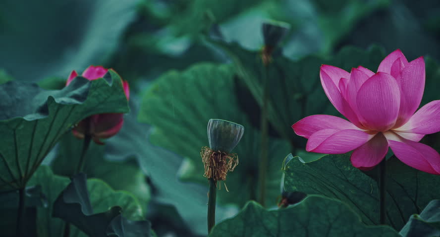 Summer Lotus Pond blooms in the rain Classical poetry Natural  leaf flowers Poetic national style China-Chic Ancient rhyme Wind and rain Ripples dew  Traditional flowers petal Royalty-Free Stock Footage #1100476273