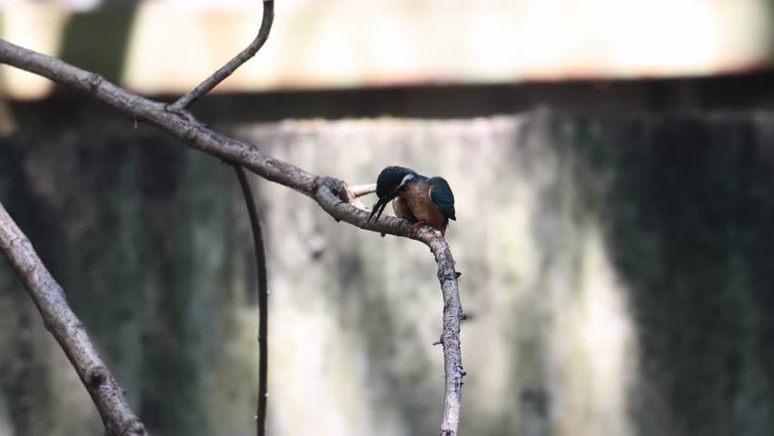 Common Kingfisher (Alcedo atthis) Eurasian Kingfisher Bird sitting on branch in 4K resolution