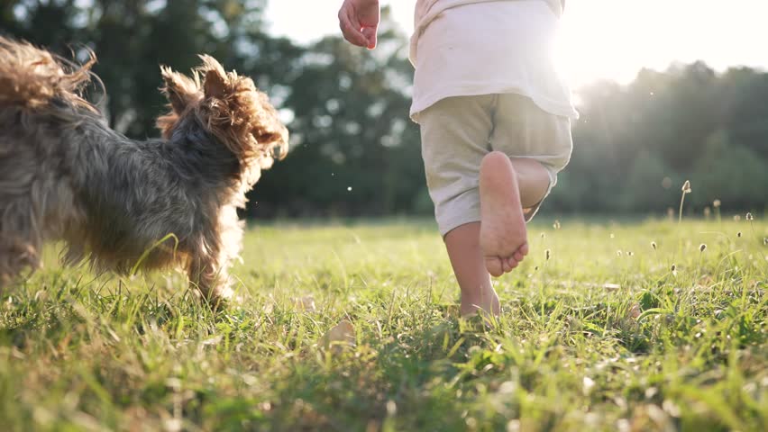 Happy kid runs barefoot on green young grass with pet. Happy family day. Healthy active lifestyle of child in park. Royalty-Free Stock Footage #1100477623