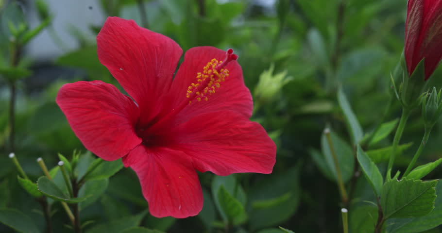The hibiscuses are really beautiful  | Shutterstock HD Video #1100478255