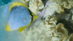 VERTICAL VIDEO, Close-up of Blackback Butterflyfish trapped to the plastic bag and is trying to swim out of it, on coral reef background. Plastic pollution killing marine animals. Slow motion