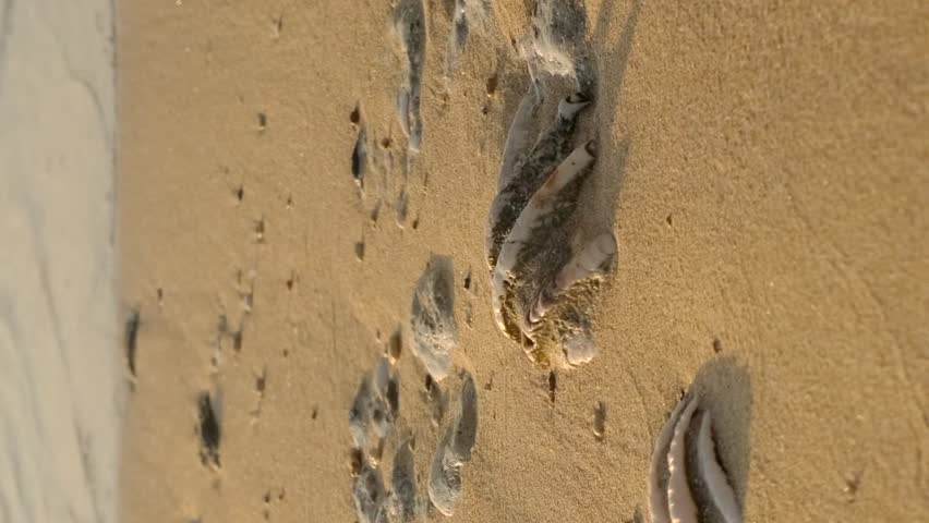 VERTICAL VIDEO, Close-up of the fossilized tridacna clam shell on a coral-sandy beach in the surf zone. Slow motion, Red Sea, Egypt