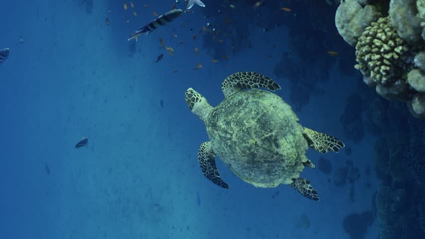 Vertical video, Top view of Sea Turtle swim along the coral reef, Follow shot. Hawksbill Sea Turtle or Bissa (Eretmochelys imbricata) swims over coral reef with tropical fish swimming around it | Shutterstock HD Video #1100479143