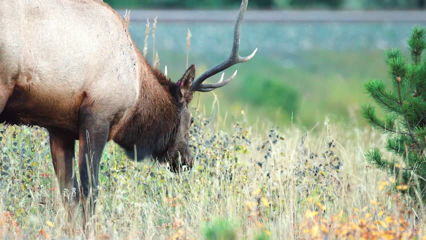 A bull elk feasts on grass and berries in autumn in the Rocky Mountains in 4K | Shutterstock HD Video #1100480085