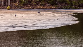 Seagulls search for food as the tide rises - long duration time lapse - Powered by Shutterstock - Get 15% off with code: PIKWIZARD15