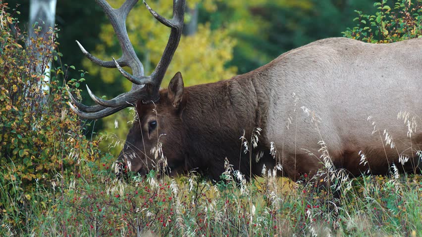 Majestic bull elk forages for berries among autumn foliage in a forest in 4k | Shutterstock HD Video #1100481293